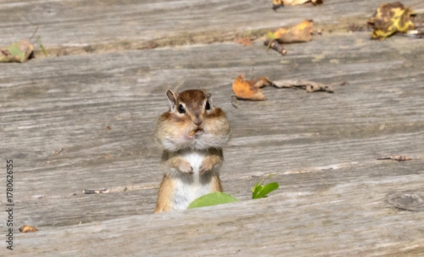Obraz 冬に向けて蓄食するエゾシマリス