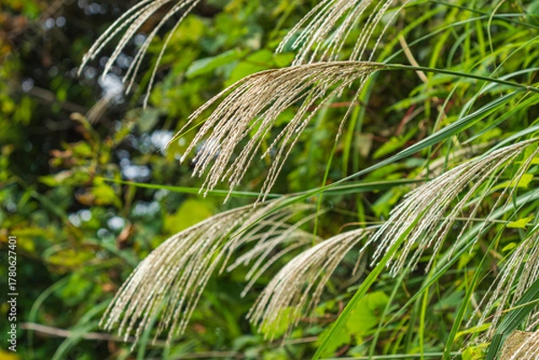 Obraz 秋の山のススキの穂01