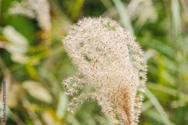 Obraz 秋の山のススキの穂のアップ07