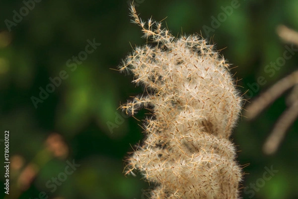 Obraz 秋の山のススキの穂のアップ06