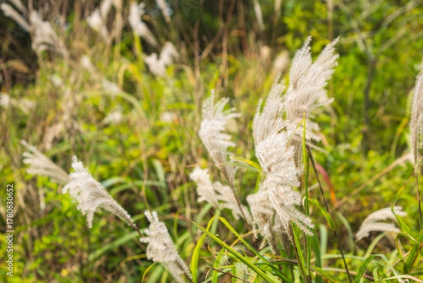 Obraz 秋の山のススキの穂17