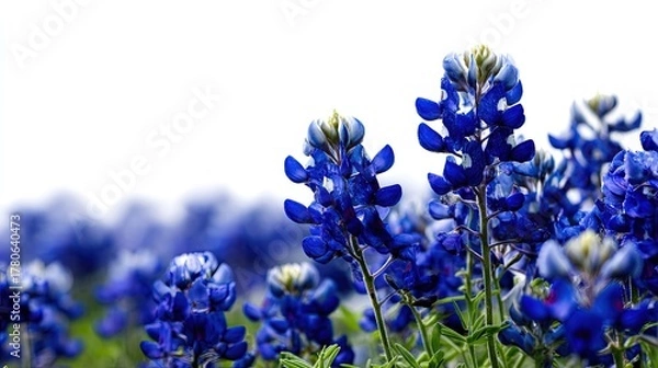 Fototapeta Vibrant Bluebonnet Field Closeup
