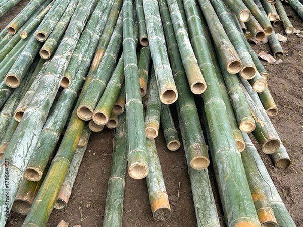 Obraz Freshly Cut Green Bamboo Poles Piled on Construction Site for Natural Building Material.