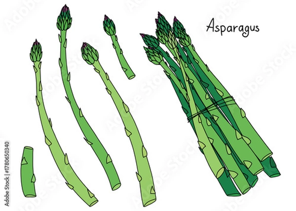 Obraz Fresh green asparagus illustration, healthy vegetable bundle and stalks isolated on white