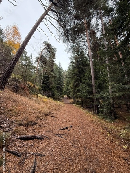 Obraz Chemin de montagne