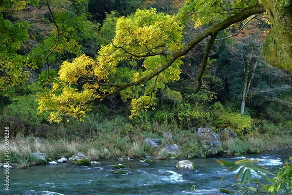 Fototapeta 燃える秋