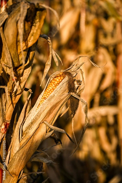 Obraz Close-up of a ripe corn cob surrounded by dry husks in a sunlit autumn field, showing golden kernels and the texture of withered leaves