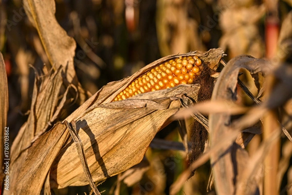 Obraz Close-up of a ripe corn cob surrounded by dry husks in a sunlit autumn field, showing golden kernels and the texture of withered leaves