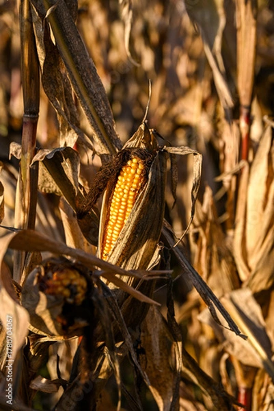 Fototapeta Close-up of a ripe corn cob surrounded by dry husks in a sunlit autumn field, showing golden kernels and the texture of withered leaves