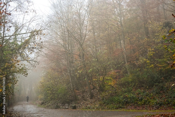 Obraz Foggy autumn morning in a forest path covered with orange leaves, surrounded by misty trees and soft diffused light creating a calm atmosphere