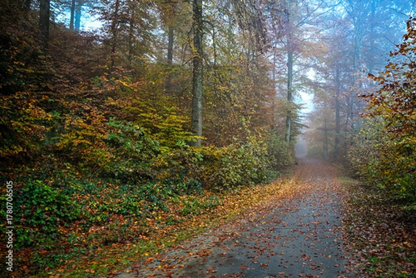 Obraz Foggy autumn morning in a forest path covered with orange leaves, surrounded by misty trees and soft diffused light creating a calm atmosphere