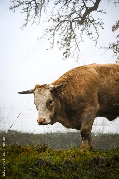 Obraz Close-up of a brown cow standing on green grass in the fog, highlighting its calm expression and soft natural light