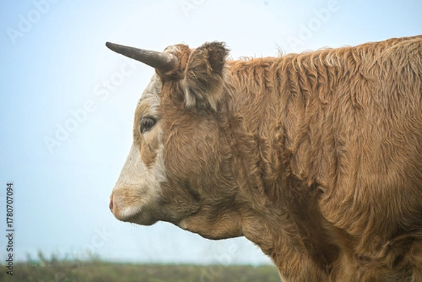 Obraz Close-up of a brown cow standing on green grass in the fog, highlighting its calm expression and soft natural light