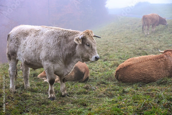 Fototapeta Herd of cows standing and resting on a foggy hillside, surrounded by mist and autumn vegetation, creating a calm rural atmosphere