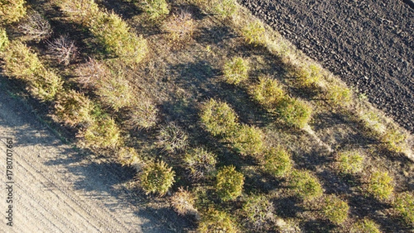 Fototapeta cherry orchard in autumn seen from drone point of view