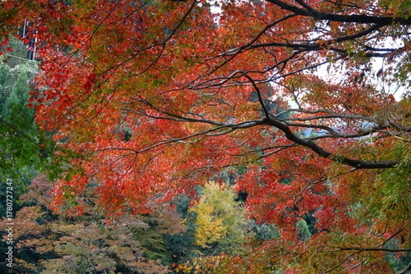 Fototapeta 燃える秋