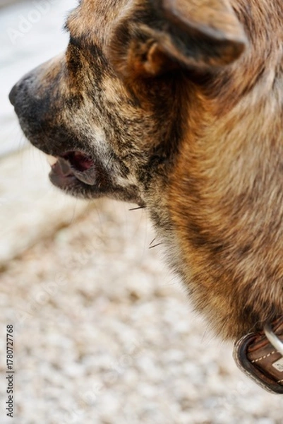 Fototapeta Close-Up of Brindle Dog with Burr Seeds (Bidens Pilosa) on Fur, Nature Macro Photography