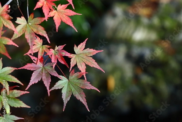 Fototapeta 燃える秋