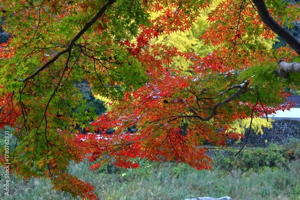 Fototapeta 燃える秋