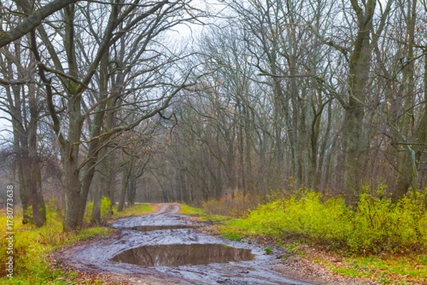 Obraz ground road in mud with puddle among the forest