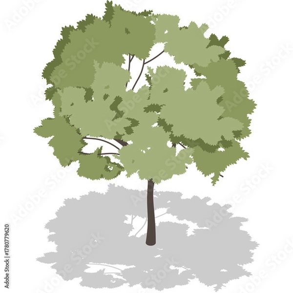 Obraz Green deciduous tree with full foliage casting a gray shadow on a transparent background flat cartoon design illustration