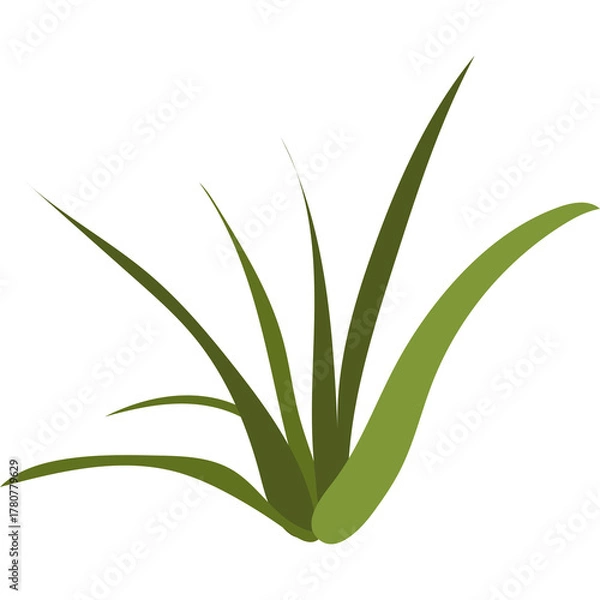 Obraz Green Grass Plant Isolated On White Background With Leafy Blades And Natural Design