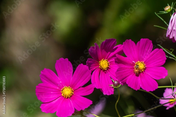 Obraz 公園に咲くピンクのコスモス