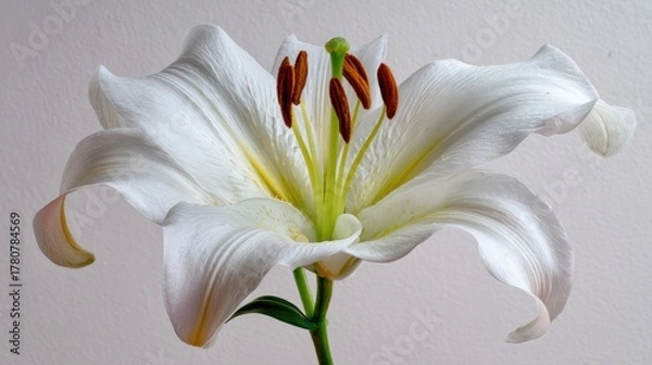 Fototapeta Closeup Of White Lily With Water Droplets