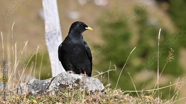 Fototapeta Alpendohle