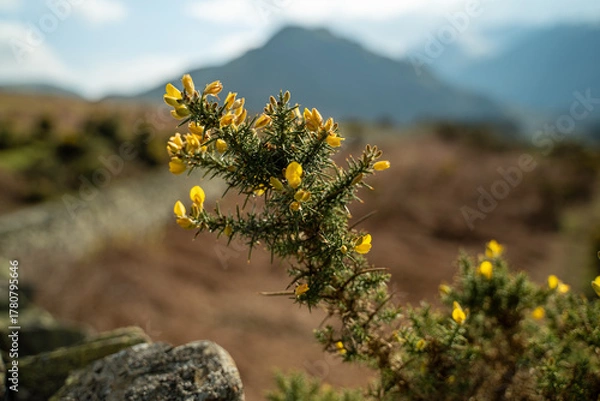 Fototapeta Lake District views