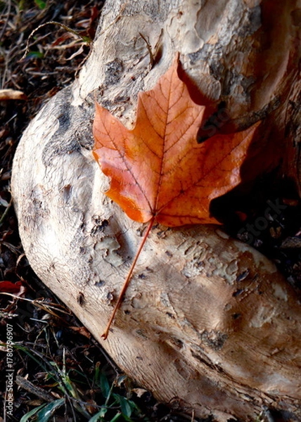 Obraz Maple leaf on tree root