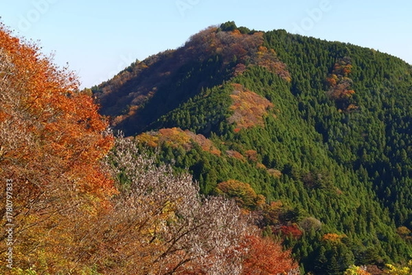 Fototapeta 燃える秋