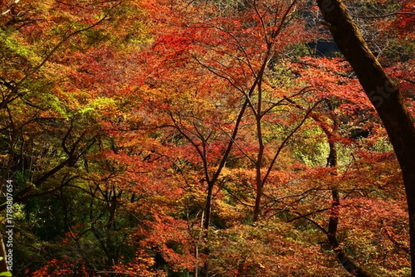 Fototapeta 燃える秋