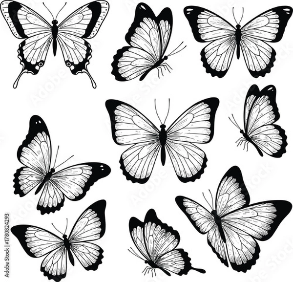 Fototapeta Butterfly, Silhouette, Vector, Insect, Wings, Drawing, Black, White, Nature, Pattern, Design, Art, Illustration, Graphic, Symmetry