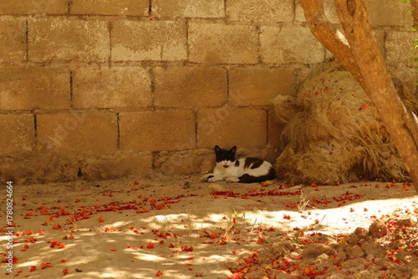 Fototapeta young cat naps peacefully in the shade during a hot summer day at a rustic Syrian home. This serene moment captures feline behavior and rural life, ideal for lifestyle or documentary content.