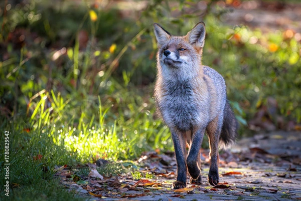 Fototapeta A beautiful young red fox (Vulpes vulpes) uses the sense of smell to find a prey. Isonzo river mouth nature reserve, Isola della Cona, Staranzano, Gorizia province, Friuli Venezia Giulia, Italy.