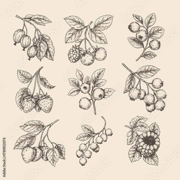 Obraz Delicate hand-drawn botanical vector set with detailed leaves, berries, and flowers. Perfect for prints, patterns, or vintage label designs.