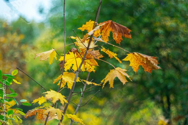 Fototapeta Young maple leaves on a blurred background.