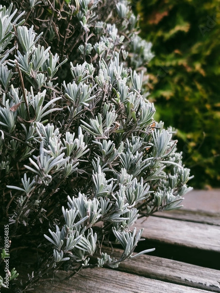 Fototapeta fresh lavender plant foliage on rustic weathered wooden surface close up