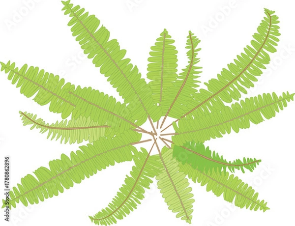 Obraz タマシダの葉