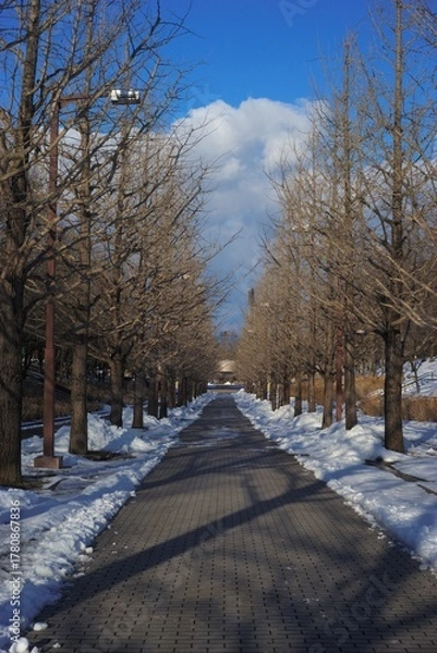 Fototapeta 雪が積もる石畳の道を、裸の銀杏並木が囲む、冬の晴れた日の情景