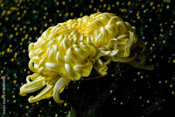 Obraz 黒背景の黄色い菊