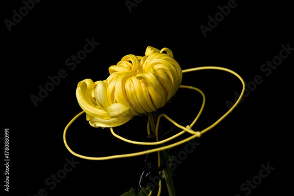 Obraz 黒背景の黄色い菊