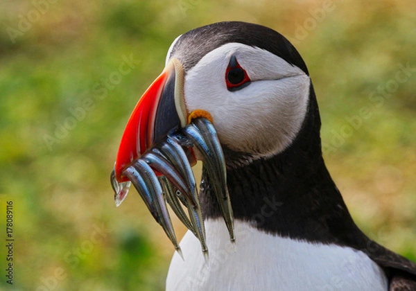Obraz Atlantic Puffin