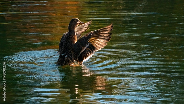 Obraz Stockente im Abendrot