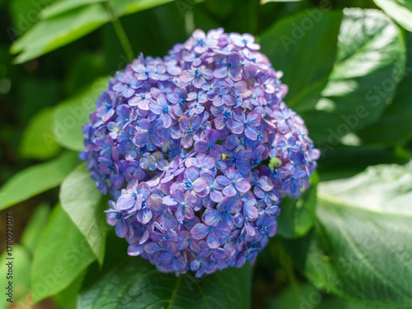 Obraz Vibrant Hydrangea Bloom in Shades of Purple and Blue