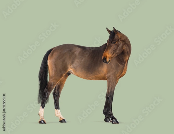 Obraz Bay horse looking back with brown coat