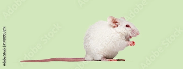 Obraz Albino laboratory mouse standing on green background