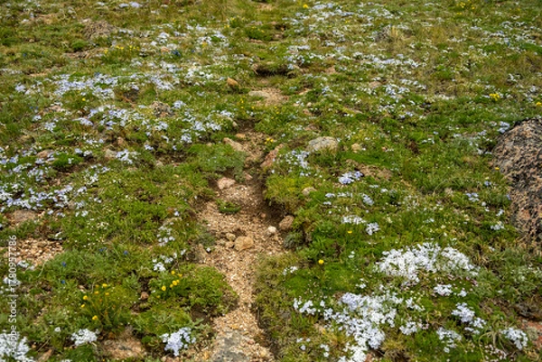 Fototapeta Small Wild Flowers Grow Along The Faint Trail Through Tundra In Rocky Mountain
