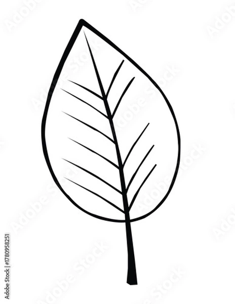Obraz vector illustration of a leaf